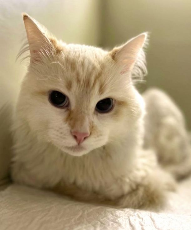 Відгуки про “Вет-Експерт, мережа ветеринарних центрів” - фото 1