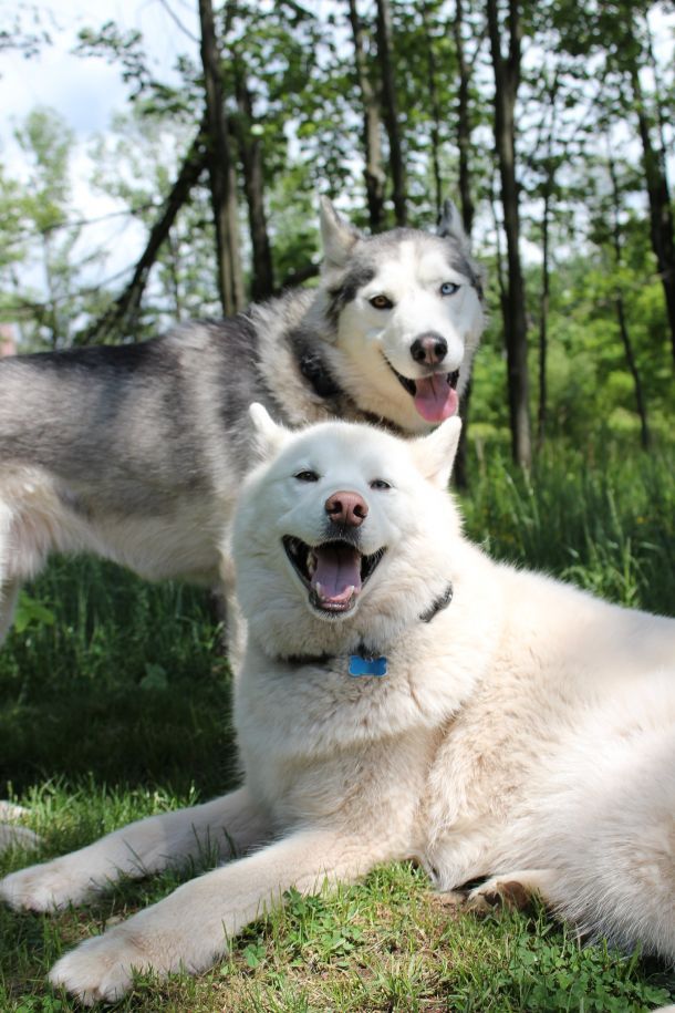 Відгуки про “Єнот, комплекс ветеринарних послуг” - фото 1