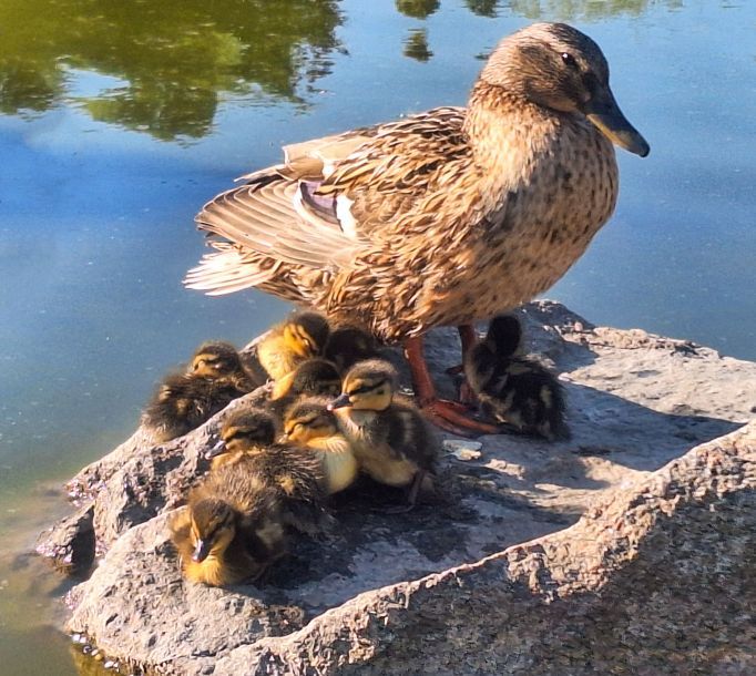 Відгуки про “Сакура, база відпочинку” - фото 1