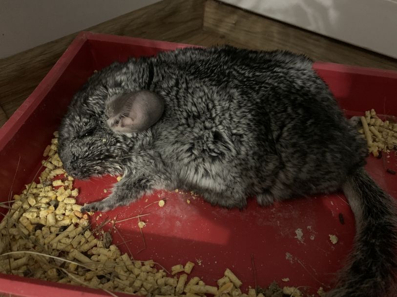 Відгуки про “Доктор Дог, ветеринарний центр” - фото 2