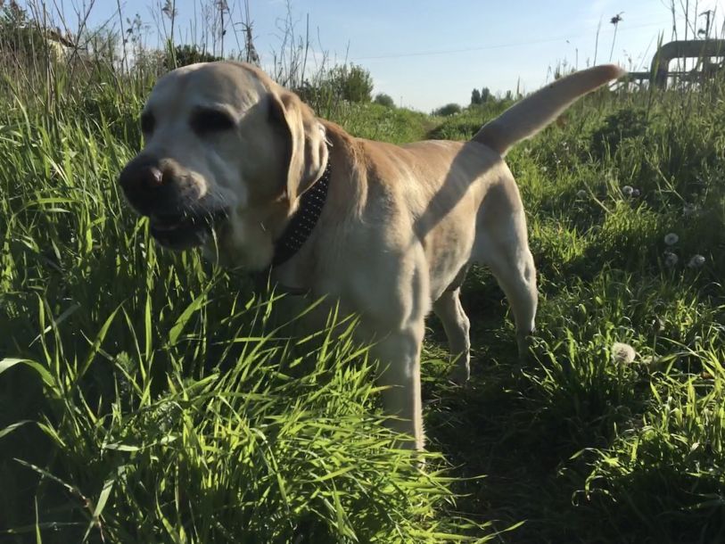 Отзывы о “Центр ветеринарной медицины на Сытова” - фото 2