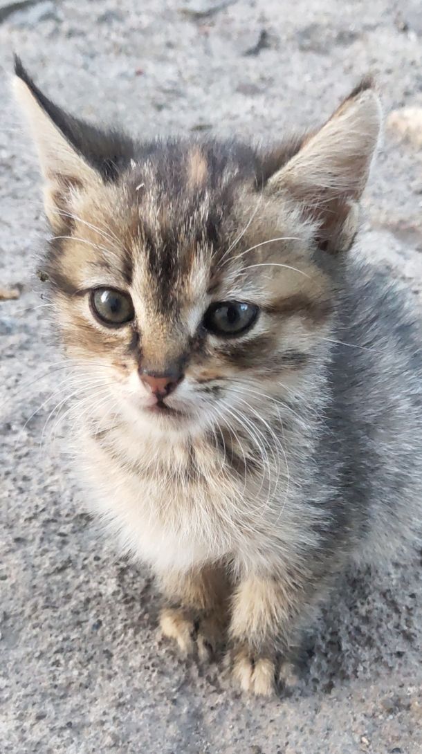 Відгуки про “Міська державна лікарня ветеринарної медицини Новокодацького району” - фото 1
