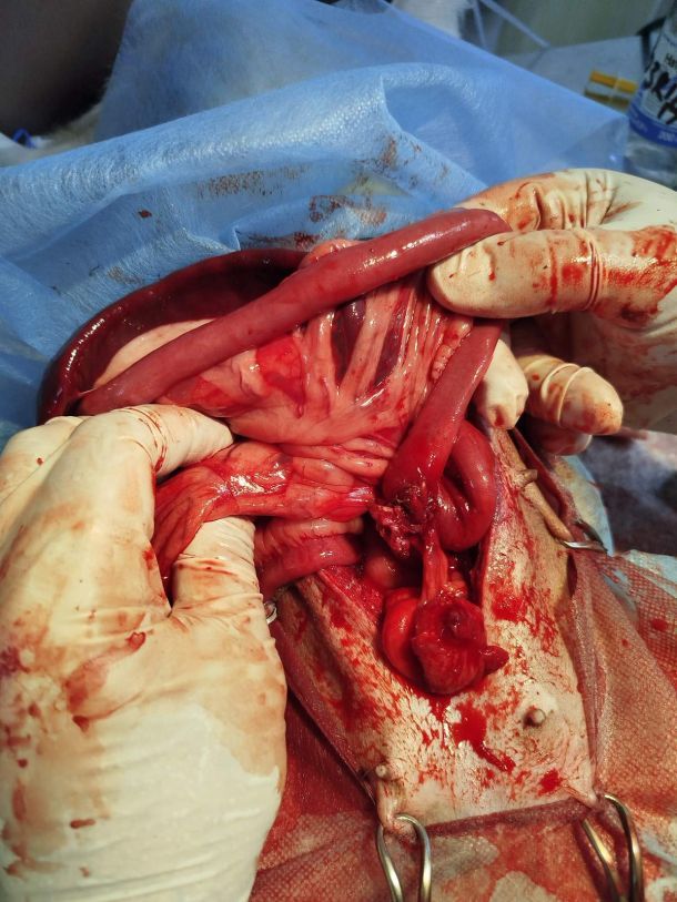 Відгуки про “Рекс, ветеринарна клініка” - фото 1