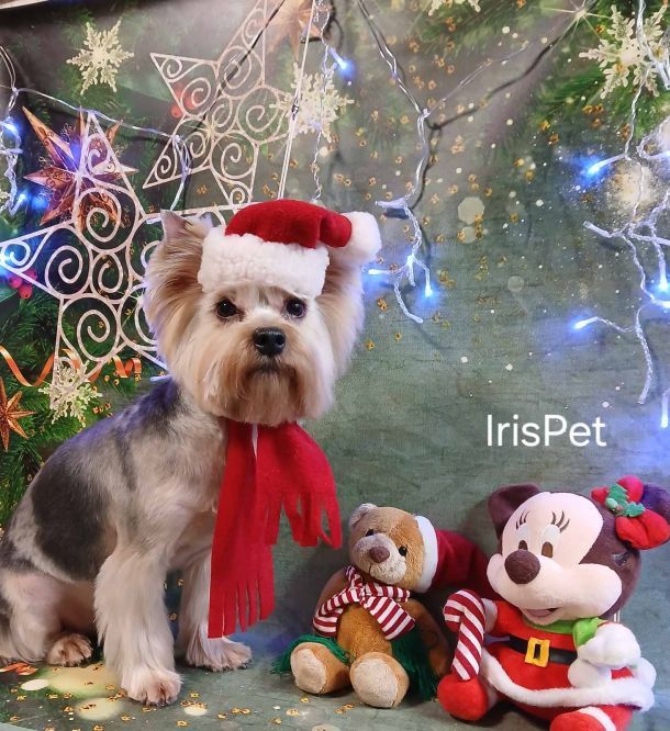 Відгуки про “IrisPet, грумінг-салон” - фото 1