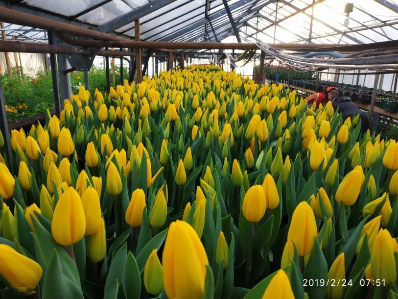Отзывы о “Flower Mira, склад цветов” - фото 1