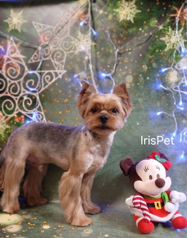 Відгуки про “IrisPet, грумінг-салон” - фото 1