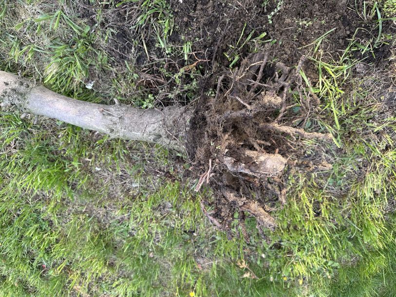 Відгуки про “Етіс, ландшафтна компанія та садовий центр” - фото 1