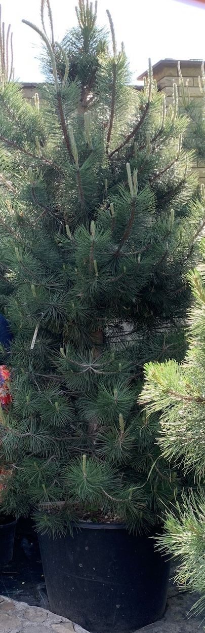 Відгуки про “Етіс, ландшафтна компанія та садовий центр” - фото 1