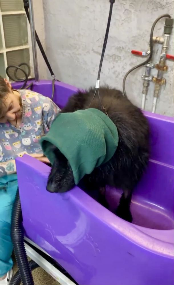 Отзывы о “Budka, груминг-салон” - фото 1