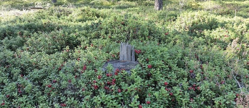 Відгуки про “Nikoloz-job, працевлаштування за кордоном” - фото 1