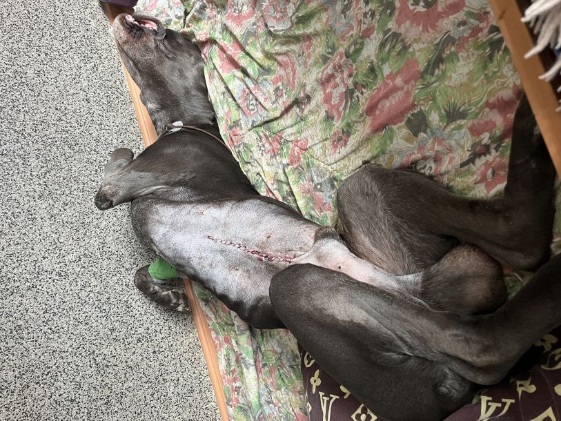 Відгуки про “LicoVet, ветеринарна клініка” - фото 2