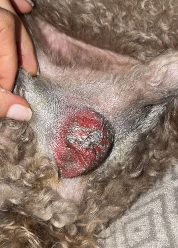 Отзывы о “Animal Clinic, ветеринарный центр” - фото 2