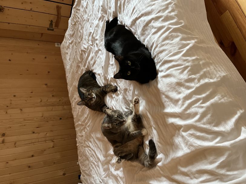 Отзывы о “Дискавери, ветеринарная клиника” - фото 1