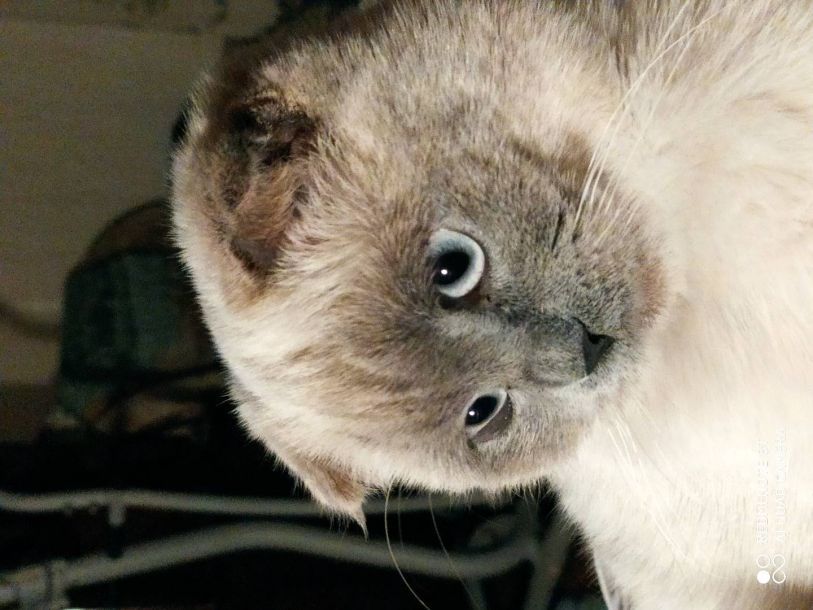 Відгуки про “Dingo, ветеринарна клініка” - фото 1