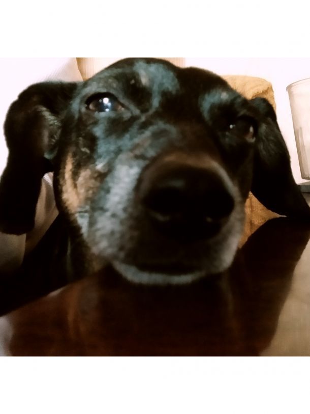 Відгуки про “Рекс, клініка ветеринарної медицини” - фото 1