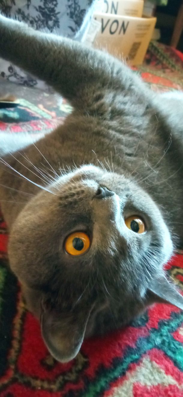 Відгуки про “Менший брат, ветеринарна клініка” - фото 1