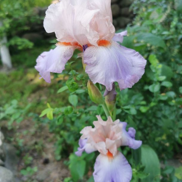 Відгуки про “Короп Коі, магазин ставкових риб” - фото 1