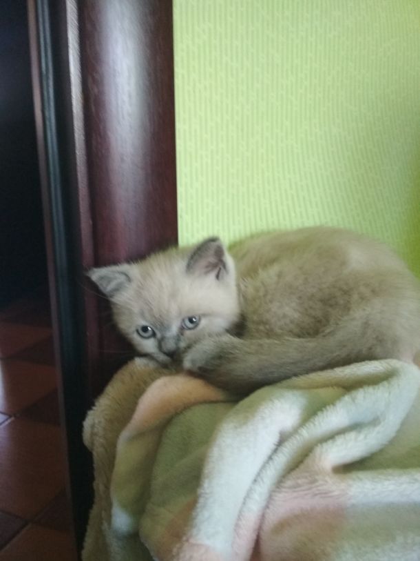 Отзывы о “Центр ветеринарной медицины на Сытова” - фото 1