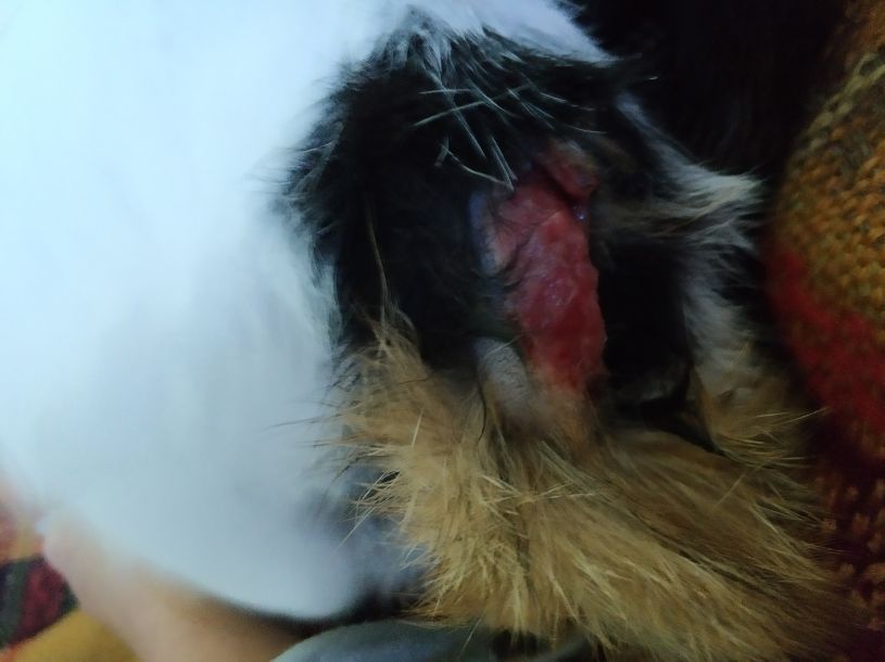 Відгуки про “Асті, ветеринарна клініка” - фото 1