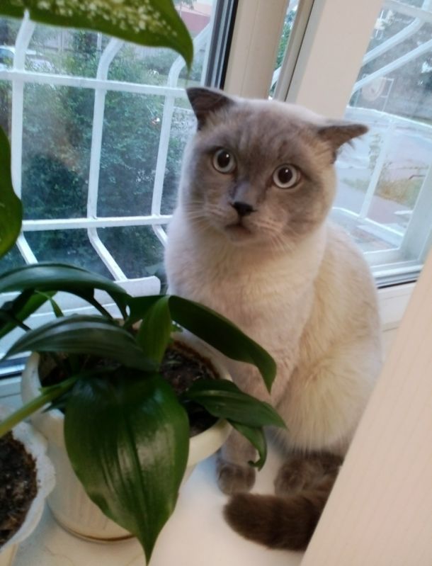 Відгуки про “VetAstra, амбулаторія ветеринарної медицини” - фото 1