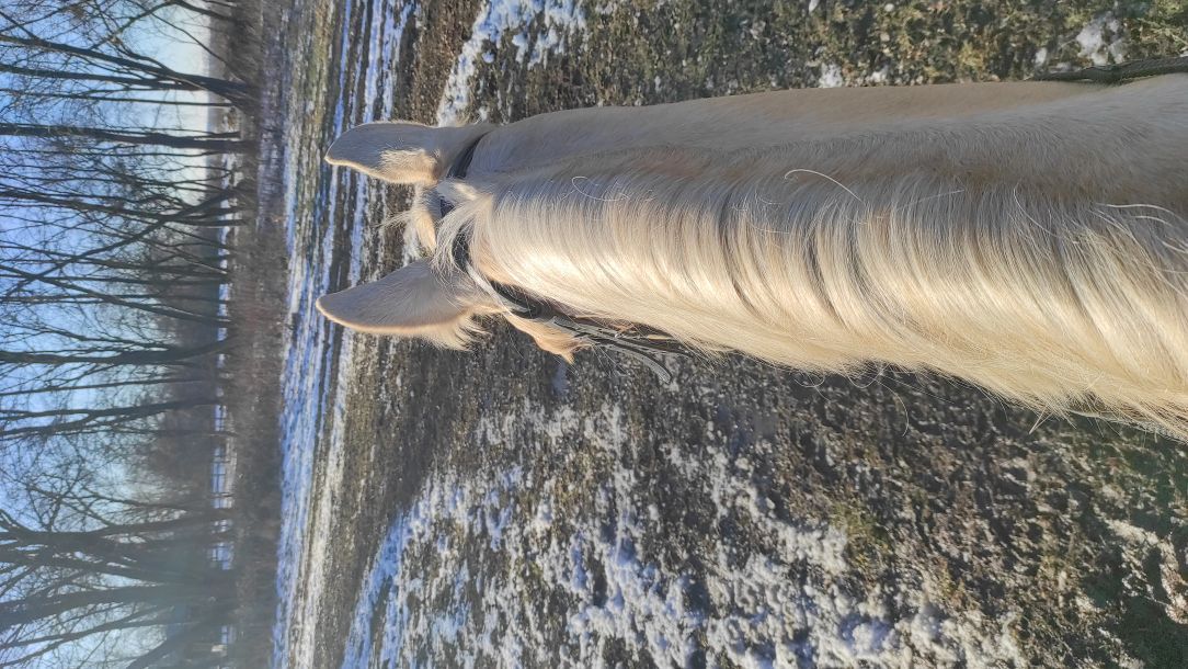 Відгуки про “Моя Мрія, кінний клуб” - фото 2