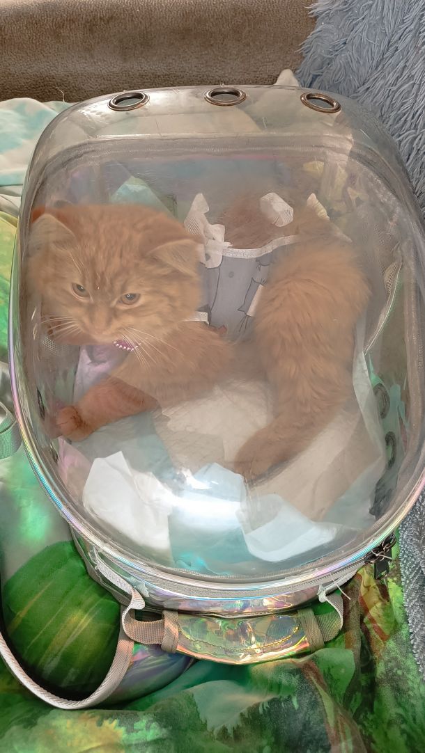 Отзывы о “Акита, ветеринарная клиника” - фото 2