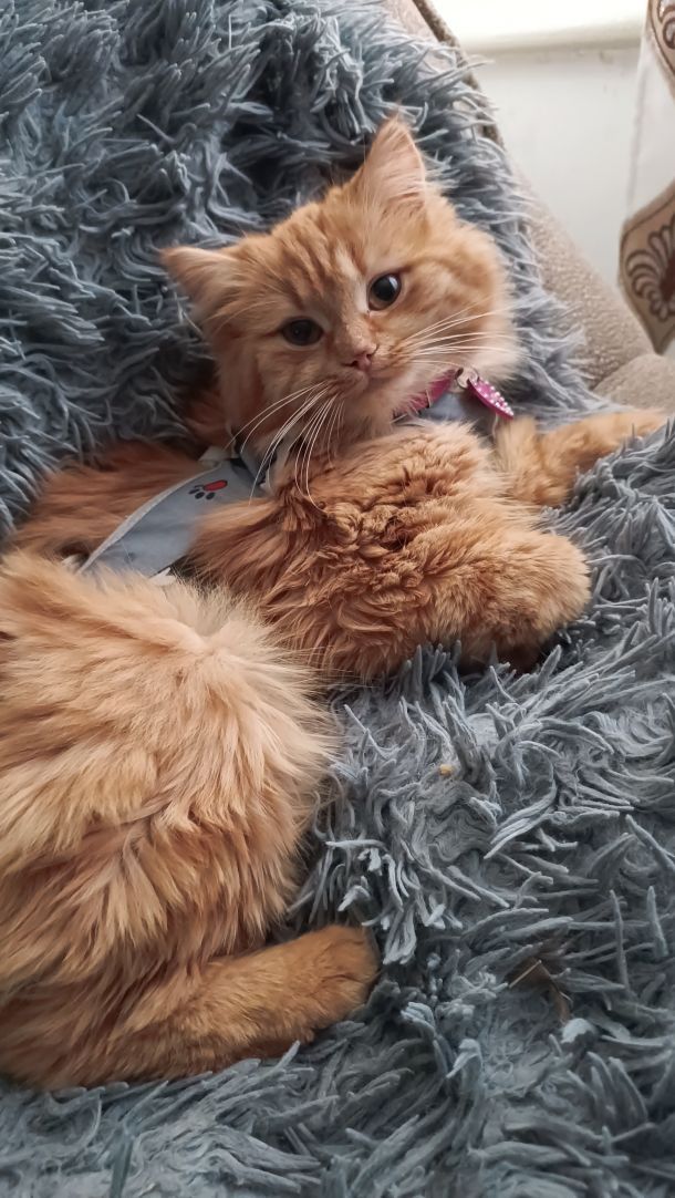 Отзывы о “Акита, ветеринарная клиника” - фото 1