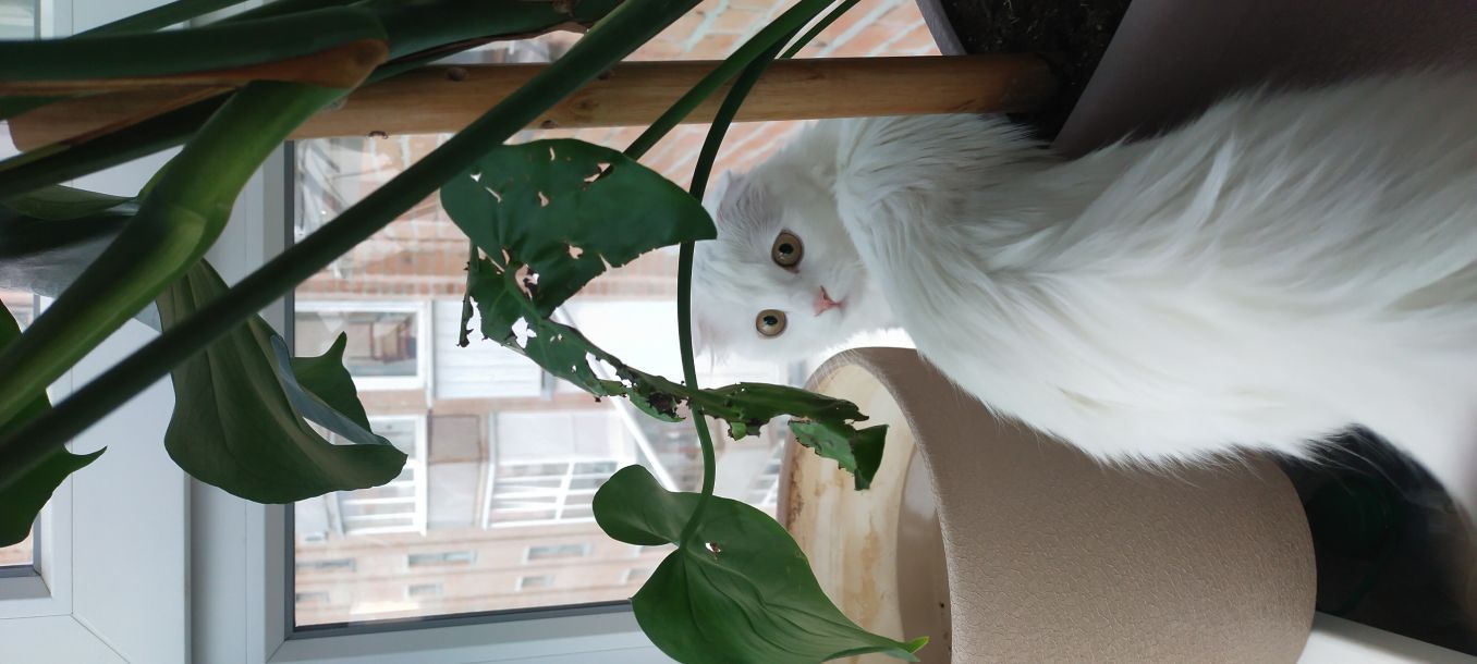 Відгуки про “VetLik, ветеринарна клініка” - фото 1