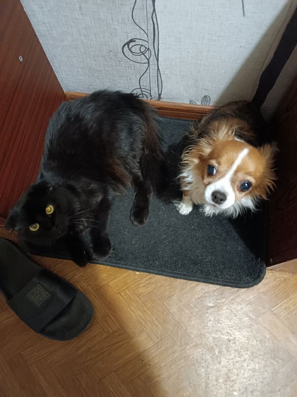 Відгуки про “Ветсервіс, ветеринарна клініка” - фото 1