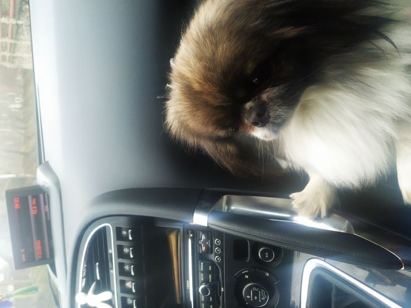 Отзывы о “Ветеринар Чуприна на Тарнавского” - фото 2