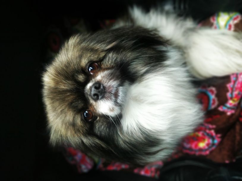 Отзывы о “Ветеринар Чуприна на Тарнавского” - фото 1