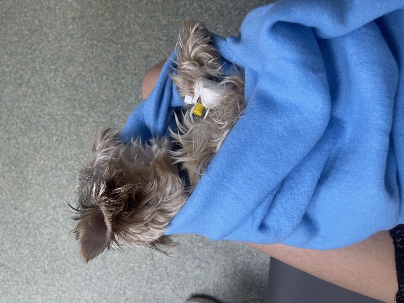 Відгуки про “Пульс, ветеринарна клініка” - фото 2