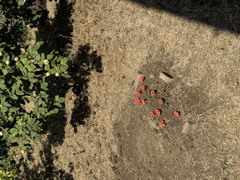 Відгуки про “Айболіт, госпіталь ветеринарної медицини” - фото 2