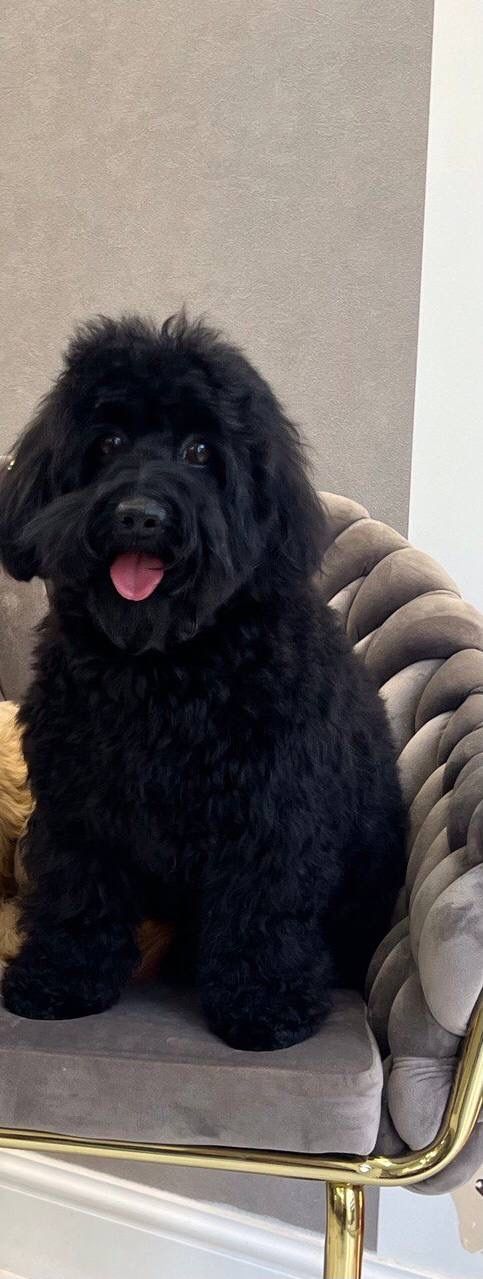 Відгуки про “Айболіт, госпіталь ветеринарної медицини” - фото 1