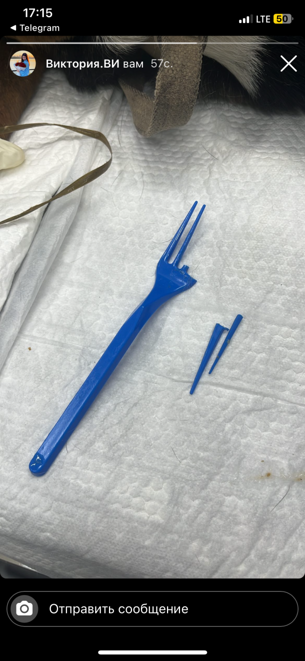 Отзывы о “Акела, ветеринарная клиника” - фото 1