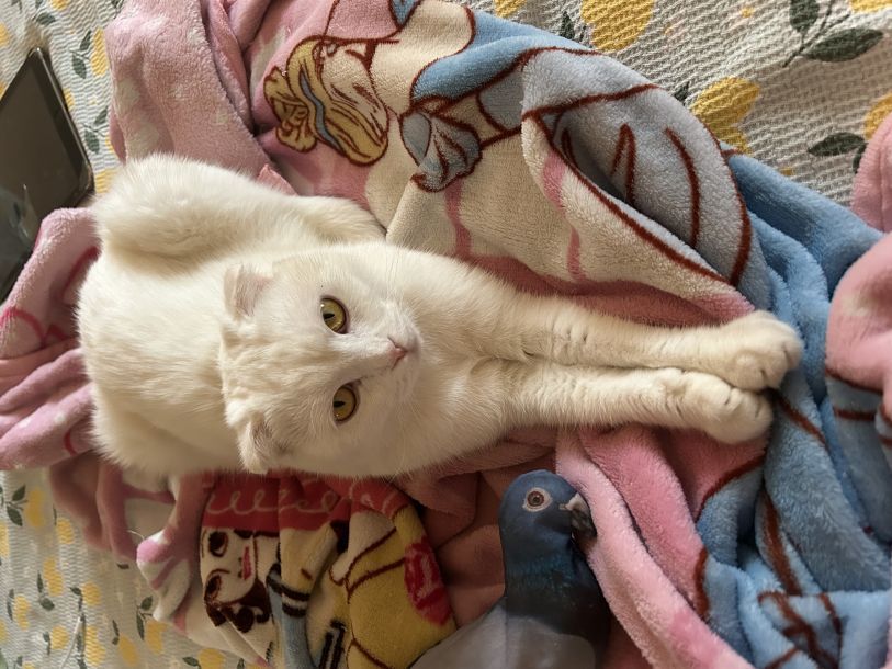 Відгуки про “Vet.ua, ветеринарна клініка” - фото 1