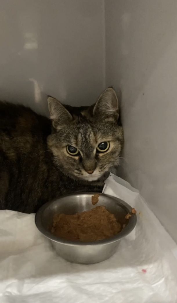 Відгуки про “Пульс, ветеринарна клініка” - фото 1