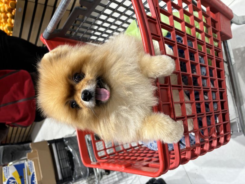 Відгуки про “Zoo-spa, студія грумінгу” - фото 1