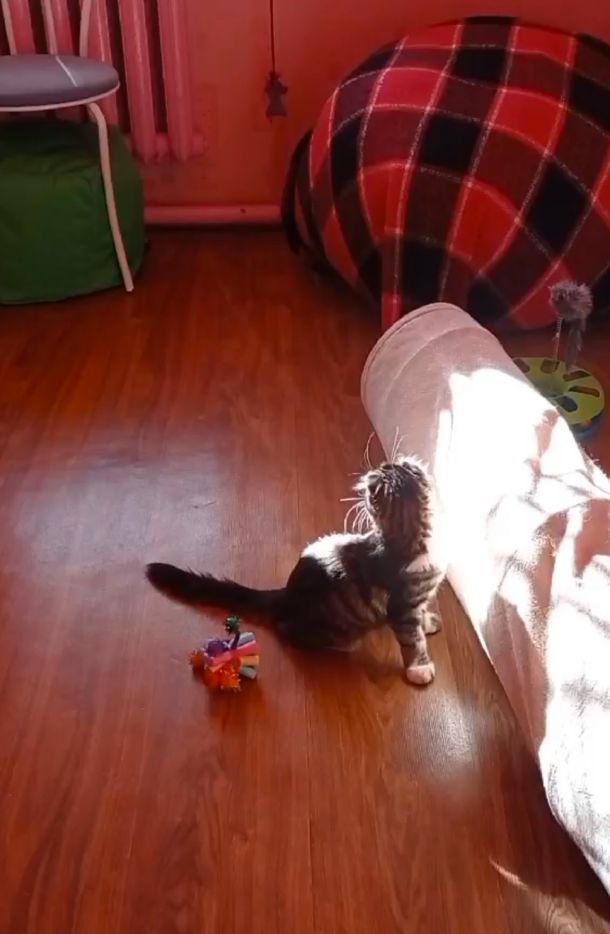 Відгуки про “КітПес, послуга з тимчасової перетримки тварин в домашніх  умовах” - фото 1