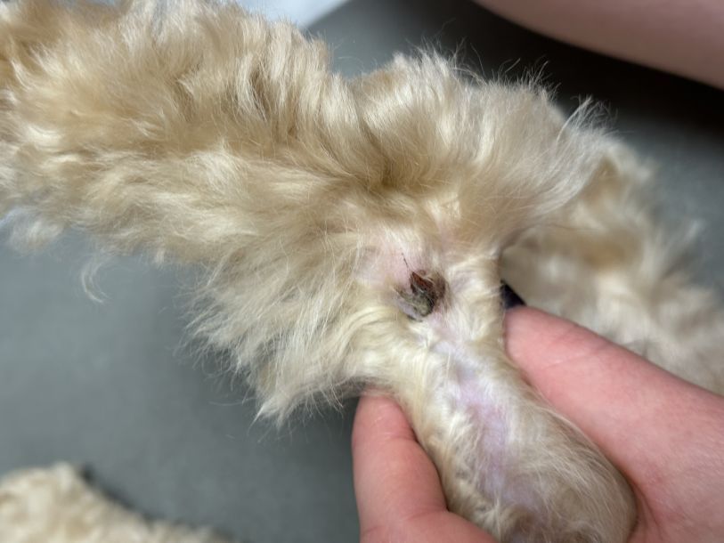 Відгуки про “Grooming&Spa ЗaЗaЗen, грумінг-салон” - фото 1