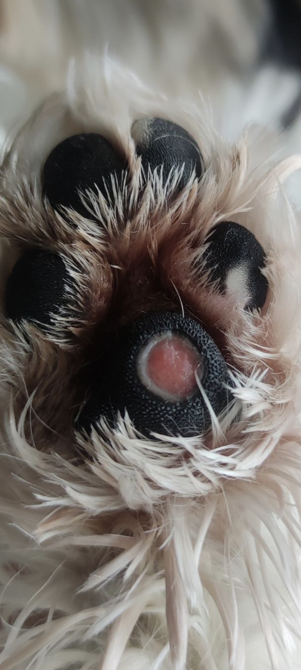 Відгуки про “Mimi pets, салон для тварин” - фото 1