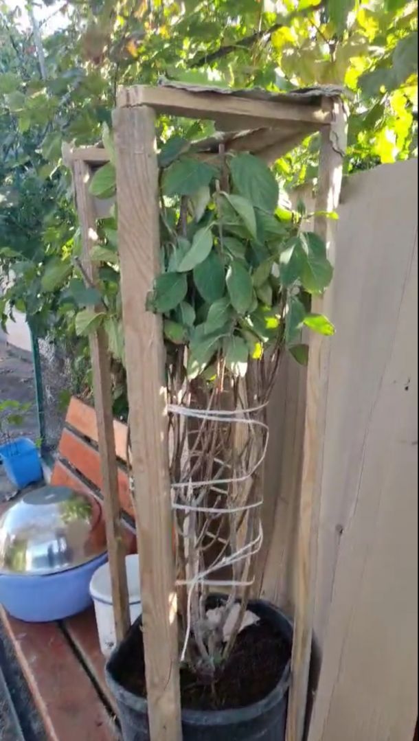 Отзывы о “Краевид, садовый центр” - фото 1