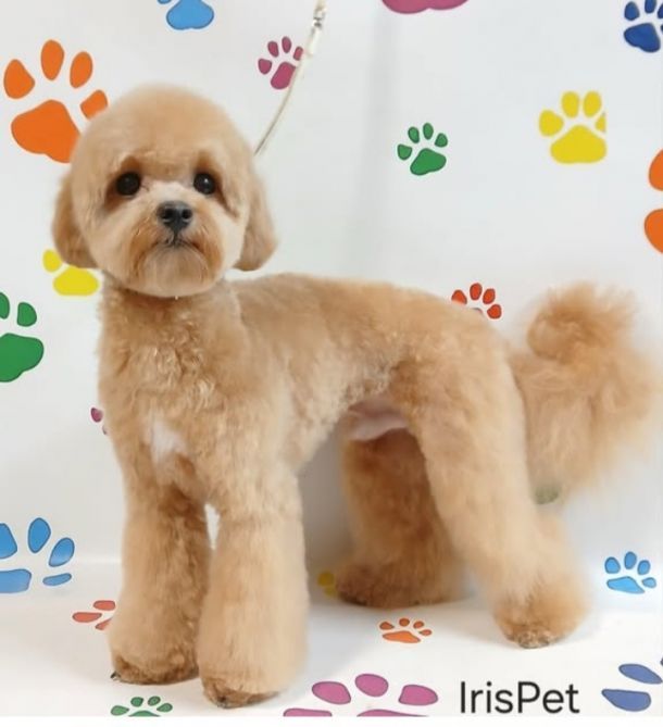 Відгуки про “IrisPet, грумінг-салон” - фото 1