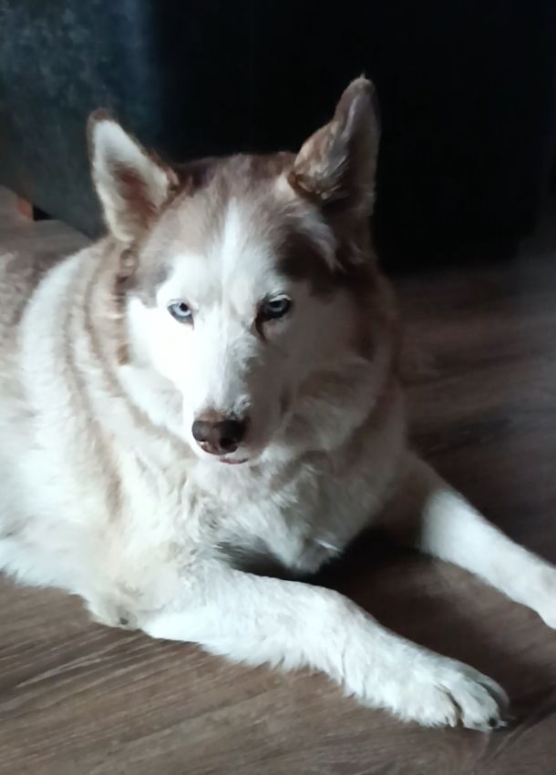 Відгуки про “ZooLux, ветеринарна клініка” - фото 1