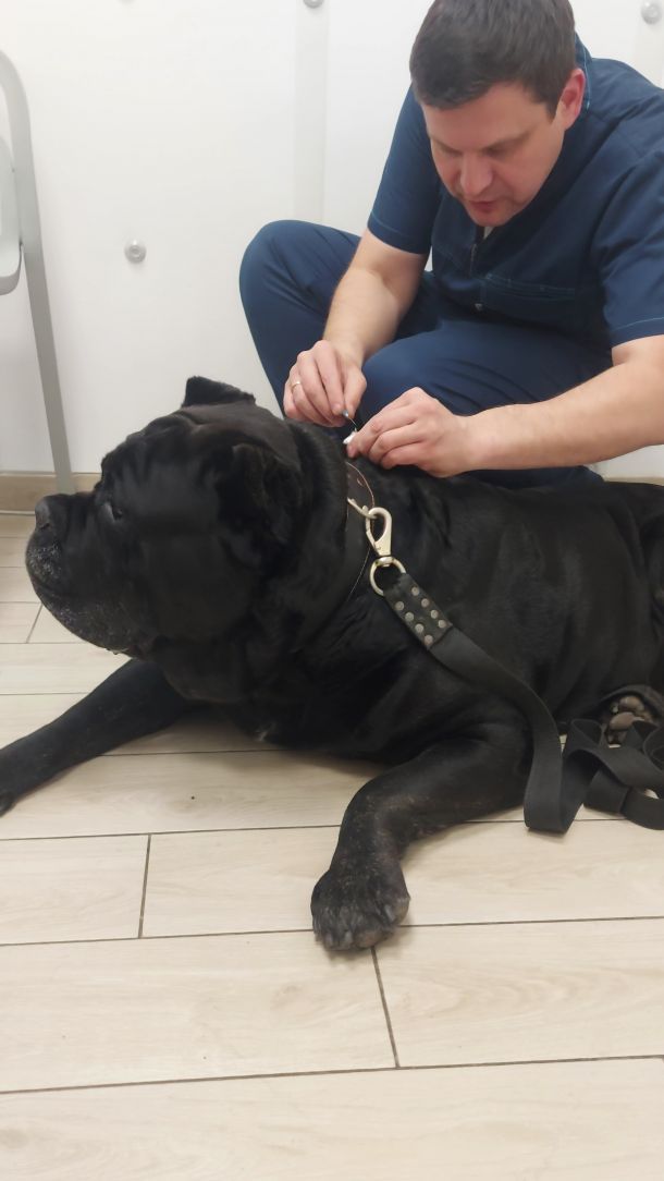 Відгуки про “Cool Vet, ветеринарна клініка” - фото 1