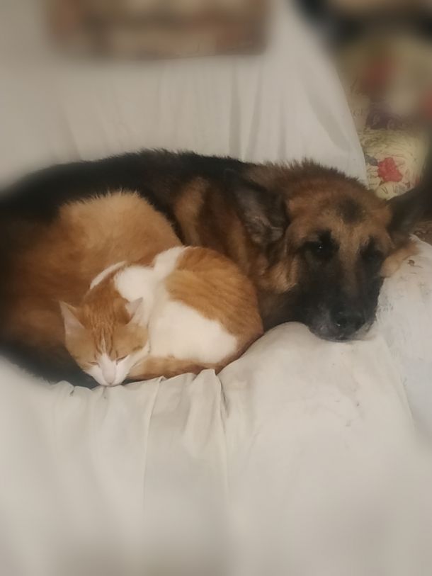 Відгуки про “Лапки-Хвостик, ветеринарна клініка” - фото 1