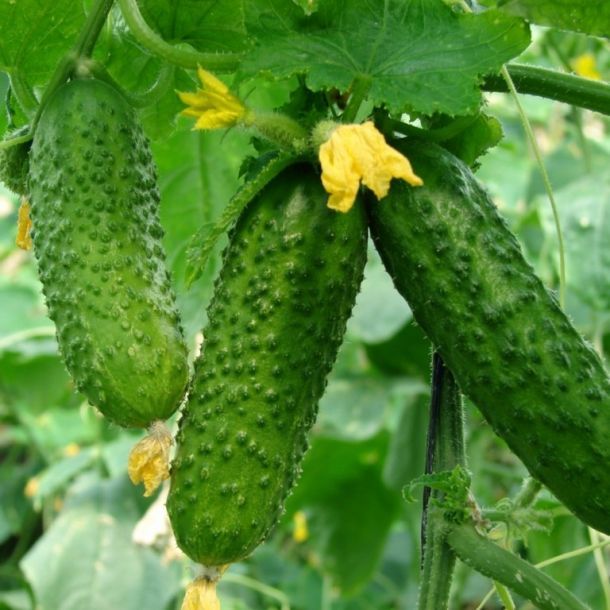 Відгуки про “Ogurki, все для саду та городу” - фото 1