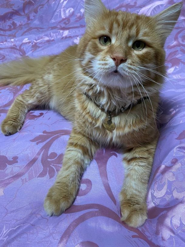 Відгуки про “Dream Cat, домашній текстиль від виробника” - фото 1