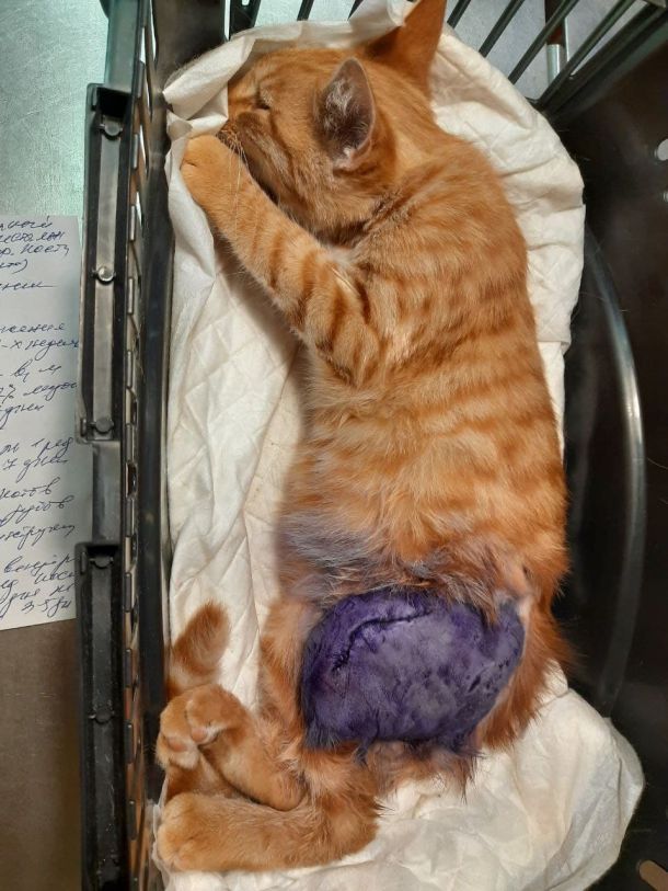 Відгуки про “Ветеринарна допомога при БФ Добродій” - фото 1