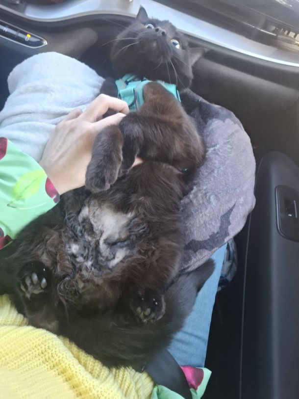 Отзывы о “Vet House, ветеринарный центр” - фото 1